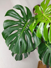 Monstera Deliciosa groß