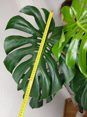 Monstera Deliciosa groß