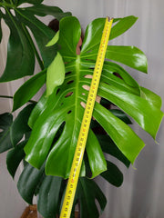 Monstera Deliciosa groß