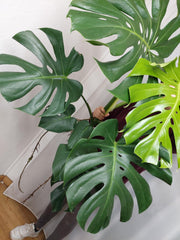 Monstera Deliciosa groß