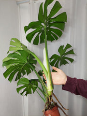Monstera Deliciosa groß