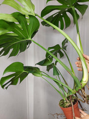Monstera Deliciosa groß