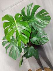 Monstera Deliciosa groß