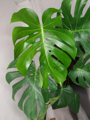 Monstera Deliciosa groß