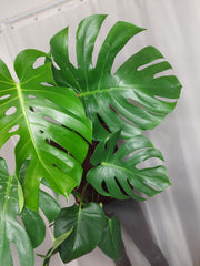 Monstera Deliciosa groß