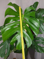 Monstera Deliciosa groß