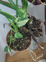 Monstera Deliciosa groß
