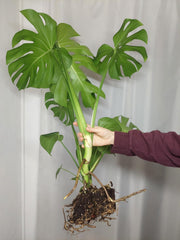 Monstera Deliciosa groß