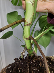 Monstera Deliciosa groß
