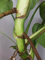 Monstera Deliciosa groß