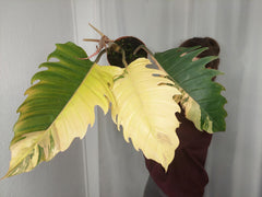 Philodendron Caramel Marble Variegata XXL