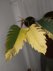 Philodendron Caramel Marble Variegata XXL