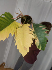 Philodendron Caramel Marble Variegata XXL