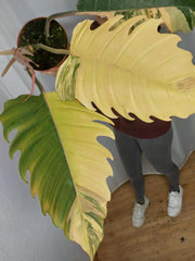 Philodendron Caramel Marble Variegata XXL