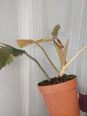 Philodendron Caramel Marble Variegata XXL