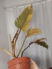 Philodendron Caramel Marble Variegata XXL