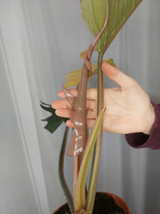 Philodendron Caramel Marble Variegata XXL