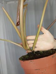 Philodendron Caramel Marble Variegata XXL