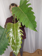 Philodendron Caramel Marble XXL