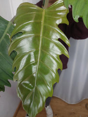 Philodendron Caramel Marble XXL