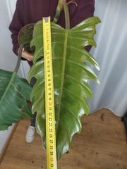 Philodendron Caramel Marble XXL