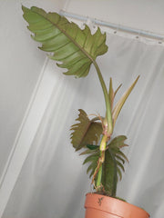Philodendron Caramel Marble XXL