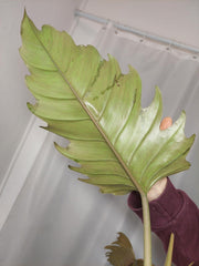 Philodendron Caramel Marble XXL