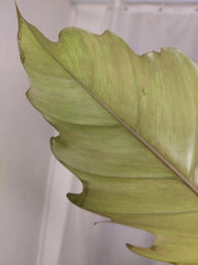 Philodendron Caramel Marble XXL