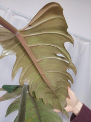 Philodendron Caramel Marble XXL