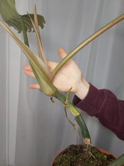 Philodendron Caramel Marble XXL