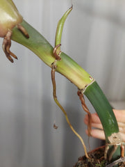 Philodendron Caramel Marble XXL