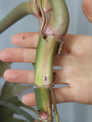 Philodendron Caramel Marble XXL