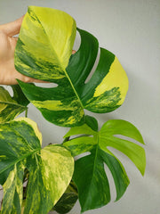 Monstera Aurea Stecklinge