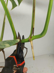Monstera Aurea Stecklinge