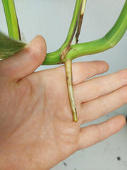 Monstera Aurea Stecklinge