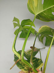 Monstera Aurea Stecklinge