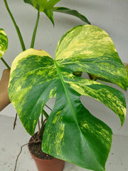 Monstera Aurea Stecklinge