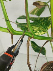 Monstera Aurea Stecklinge