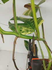 Monstera Aurea Stecklinge