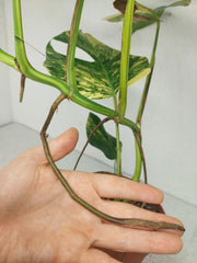 Monstera Aurea Stecklinge