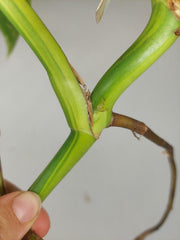 Monstera Aurea Stecklinge