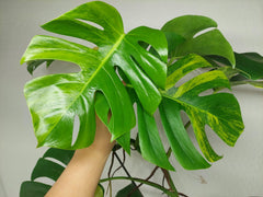 Monstera Aurea Stecklinge