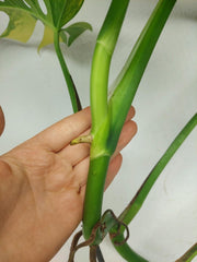 Monstera Aurea Stecklinge