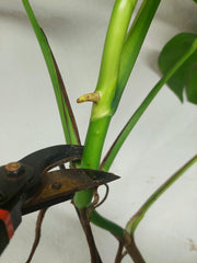 Monstera Aurea Stecklinge
