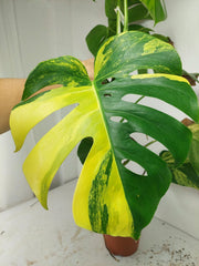 Monstera Aurea Stecklinge