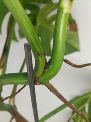 Monstera Aurea Stecklinge