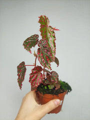 Begonia Pink Lady