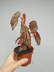 Begonia Pink Lady