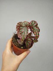 Begonia Pink Lady
