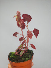 Begonia Pink Lady